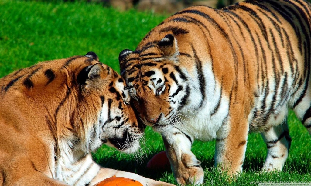 Amur Tigers HD Desktop Wallpapers : High Definition : Fullscreen ...