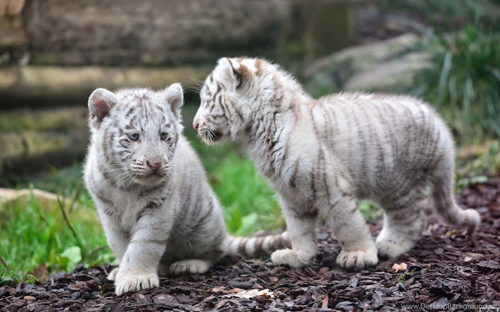 191 White Tiger HD Wallpapers
