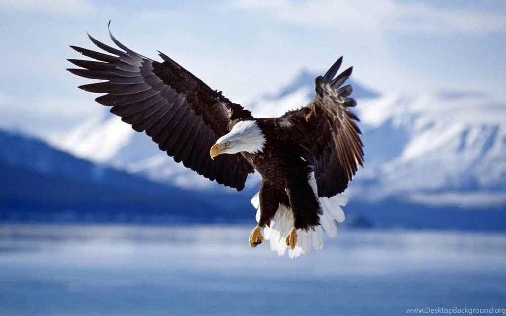 Bald Eagle In Flight Alaska Backgrounds Widescreen Hd ...