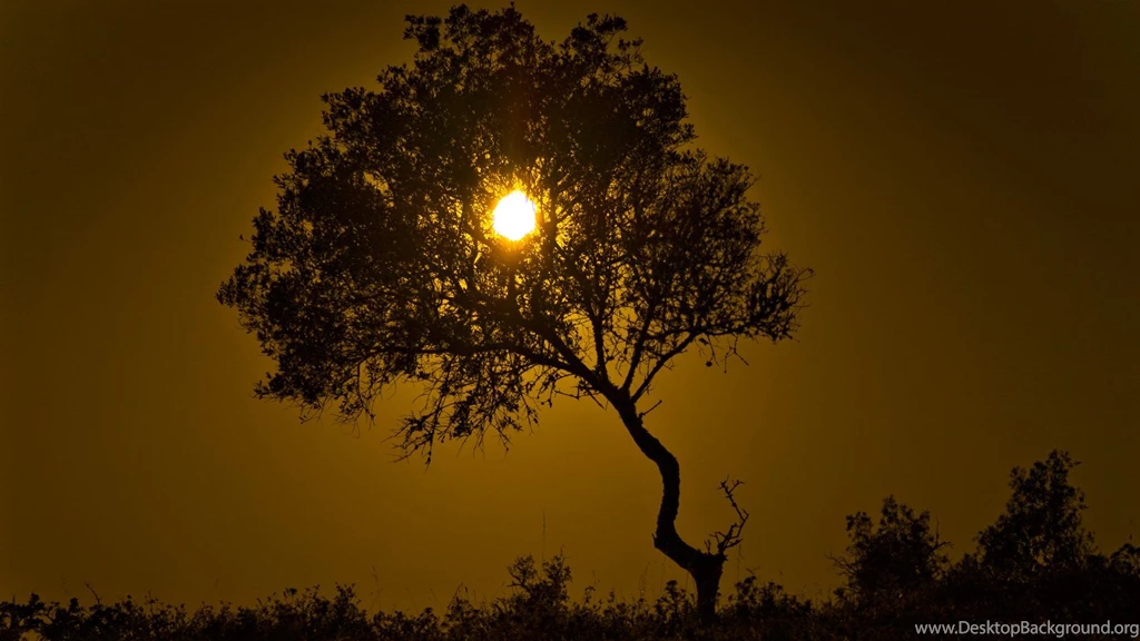 Arbol Dorado Wallpapers   551115