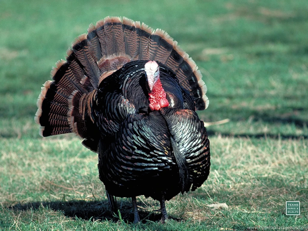 Wild Turkey Desktop Backgrounds