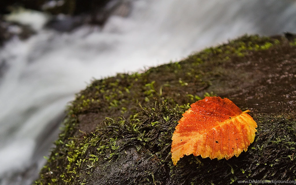 2880x1800 Autumn Leave Waterfall Wallpapers