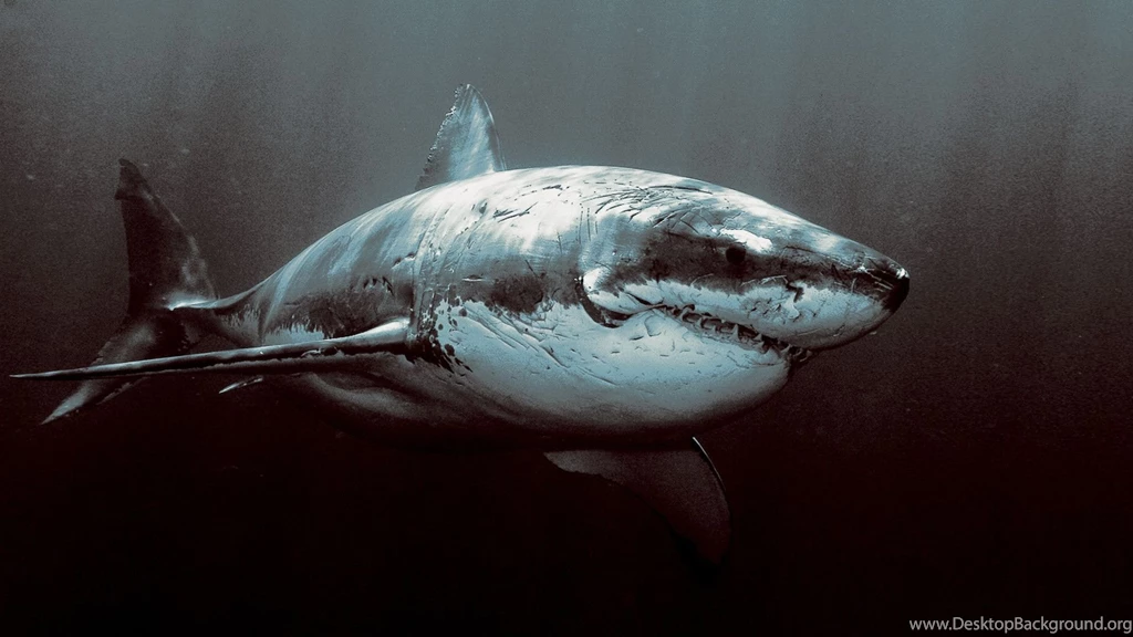 Great White Shark Wallpapers HD   Wallpapers Cave