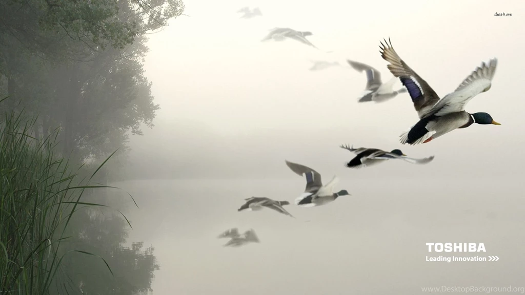 Toshiba Wallpapers   Computer Wallpapers