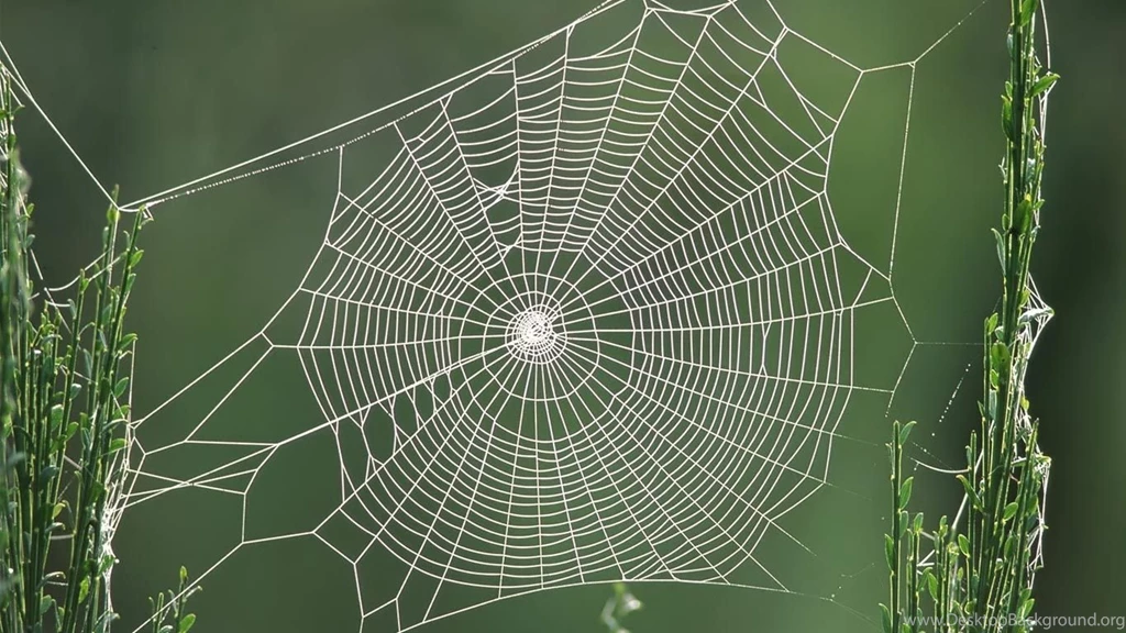 Spider Web HD Wallpapers