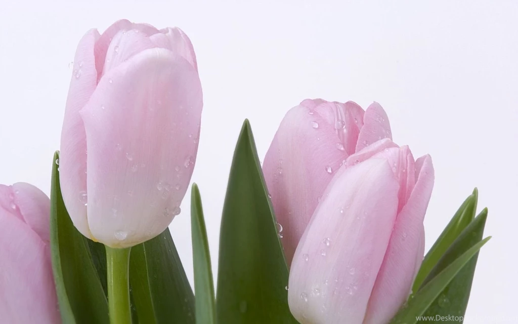 Pink Tulip Wallpapers   HD Wallpapers Pretty