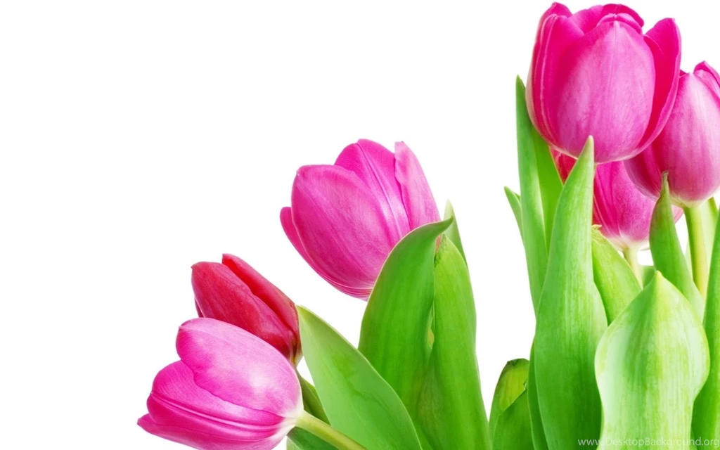 Pink Tulips Wallpapers   Wallpapers Cave