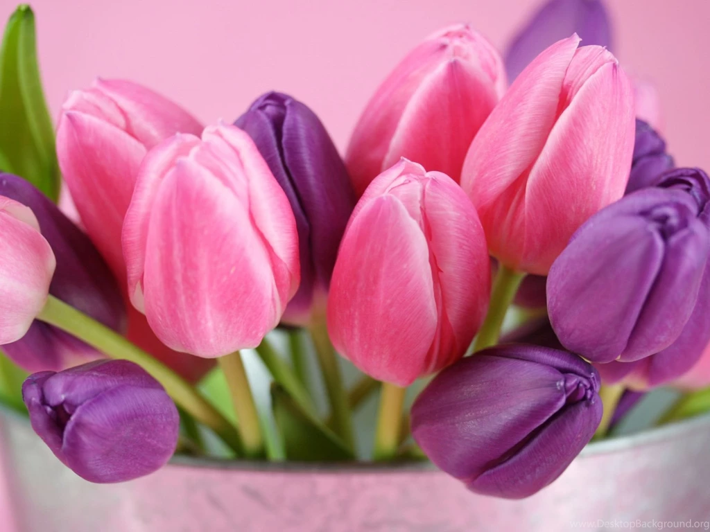 Pink Tulips HD Wallpaper2.jpg