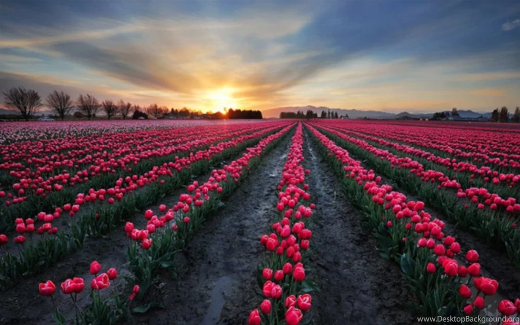1280x800 Pink Tulip Fields Desktop PC And Mac Wallpapers