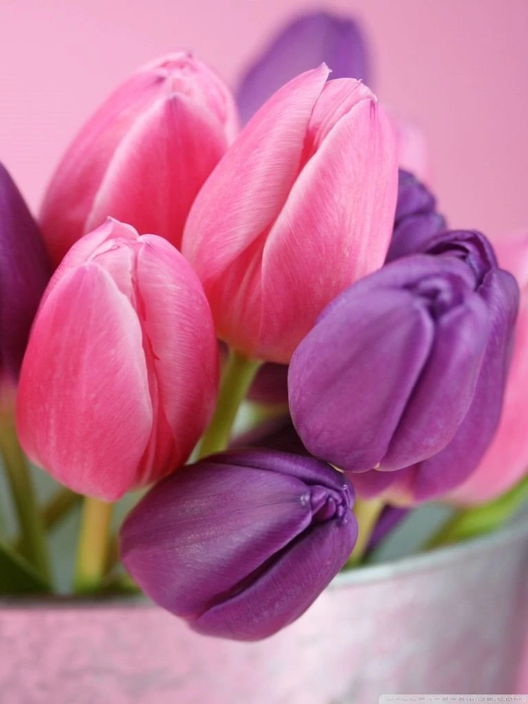 Pink And Purple Tulips HD Desktop Wallpapers : High Definition ...