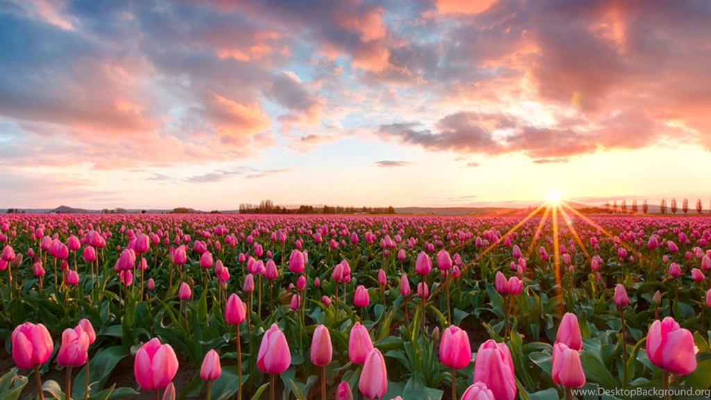 Pink Tulips Computer Wallpapers, Desktop Backgrounds