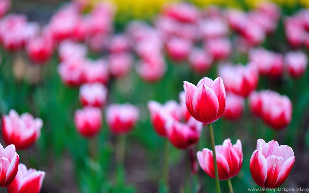 Tulip Colorful Flowers Images Download