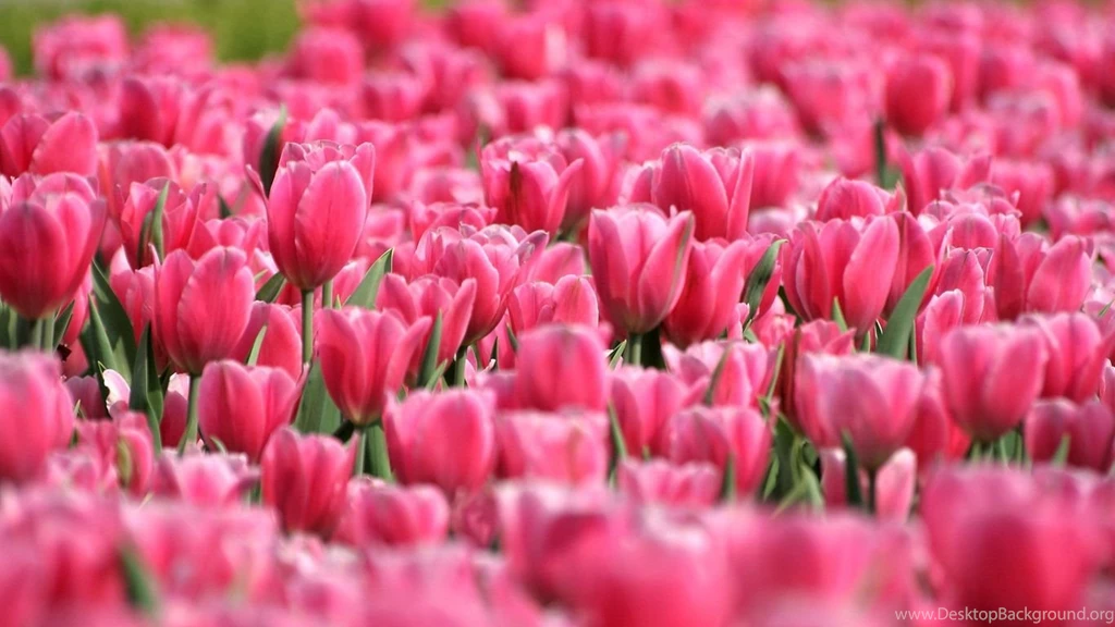 Pink Tulip Garden Widescreen Wallpapers