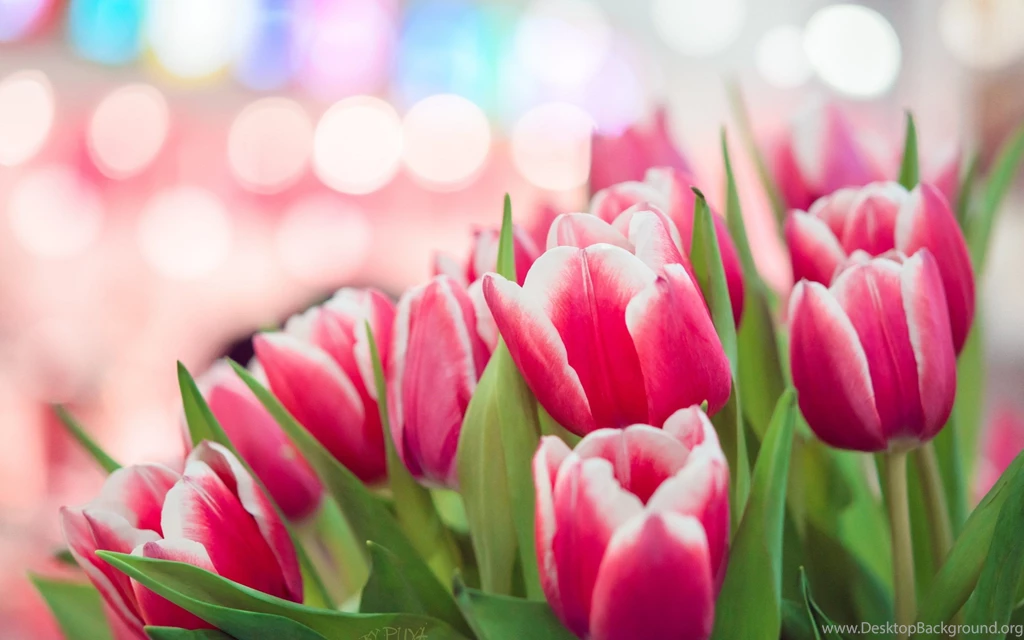 1600x1000px Spring Flowers Tulips Photo