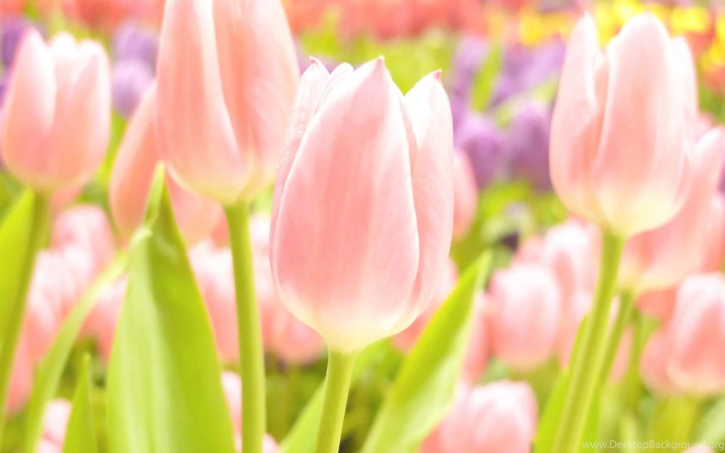 Pink Tulips