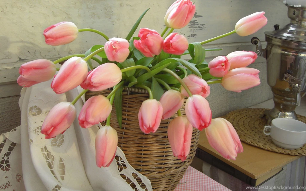 Pink Tulips Wallpapers Flower Wallpapers