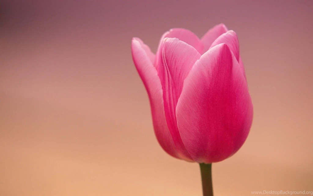 Pink Tulip On A Pink Backgrounds Wallpapers And Images   Wallpapers ...