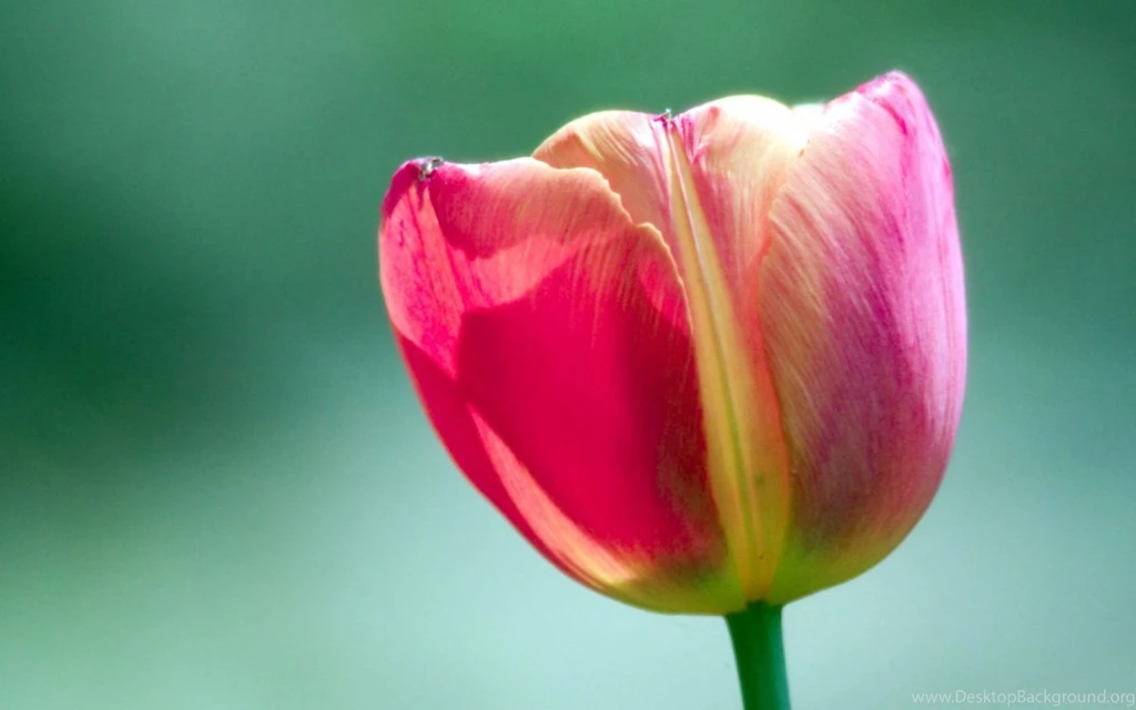 Tulip Flower Wallpapers , New Wallpapers, New Wallpapers