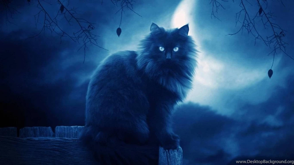 Cats Animals Deviantart Wallpapers (