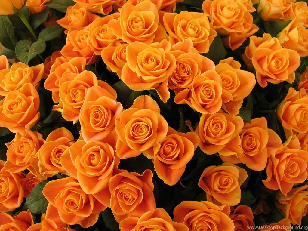 Orange Rose Petals Buds   (