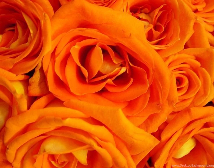 Orange Rose Pictures For Wallpapers