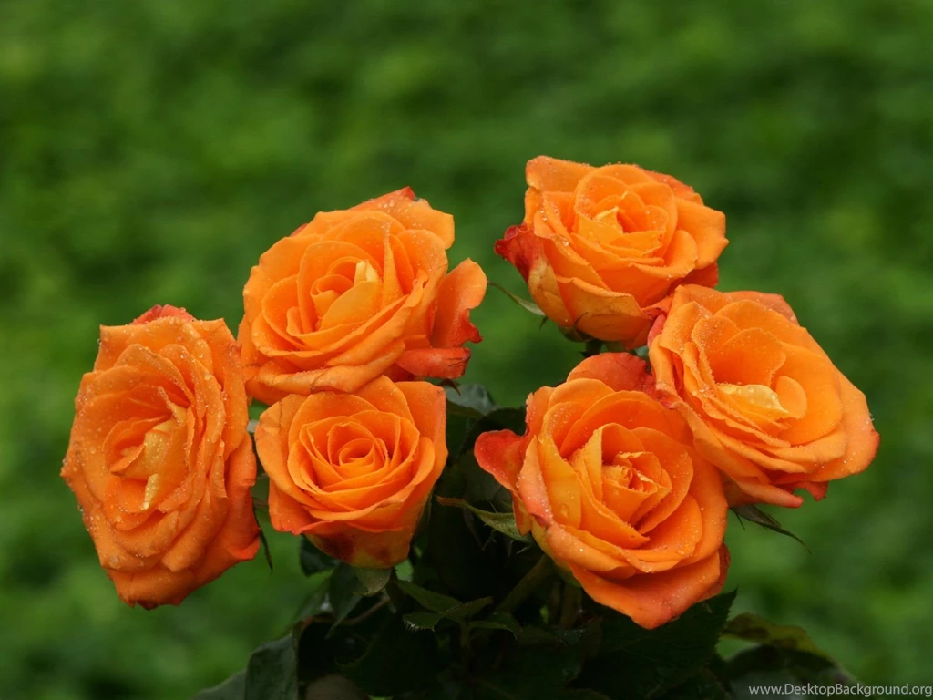 5419) Orange Rose Widescreen Desktop Wallpapers   WalOps.com