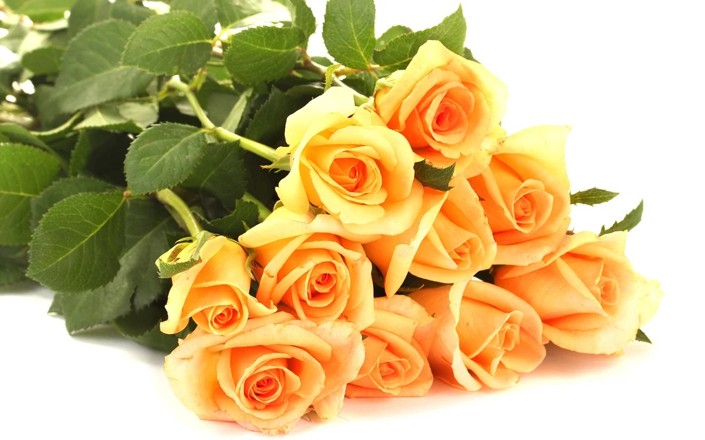 Orange Roses Wallpapers