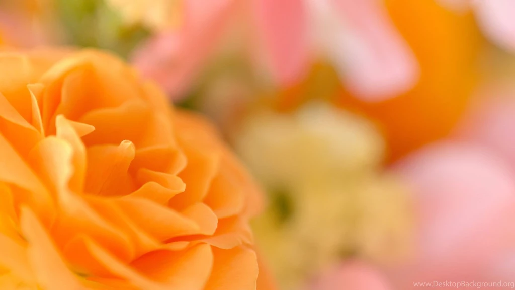 Orange rose 5418.jpg