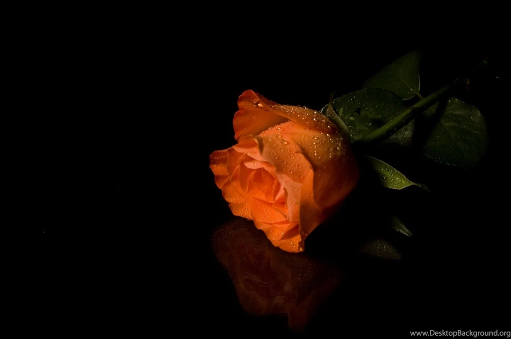 Rose Orange Drops Wallpapers