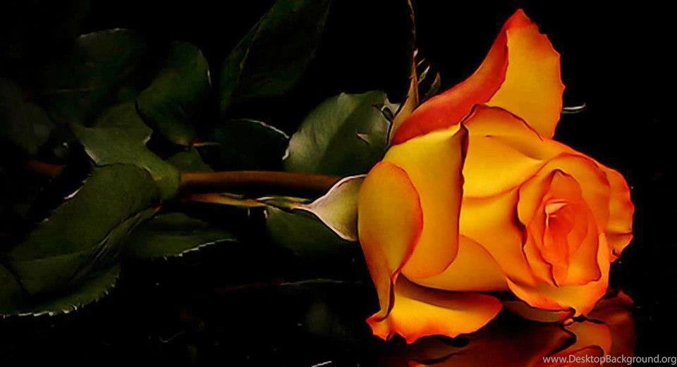 Pictures > Beautiful Orange Rose Flowers