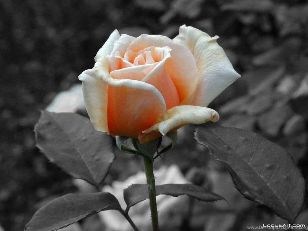 Wedding Flowers: 2011 06 26
