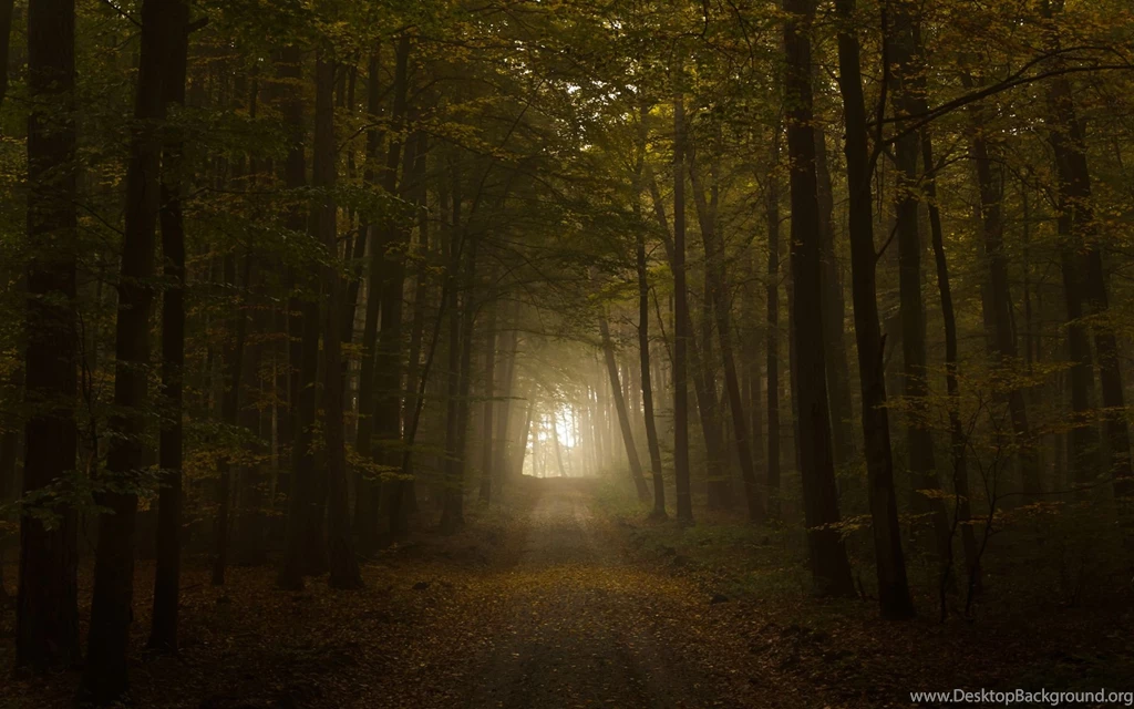 Full HD Wallpapers + Brown, Nature, Roads, Trees