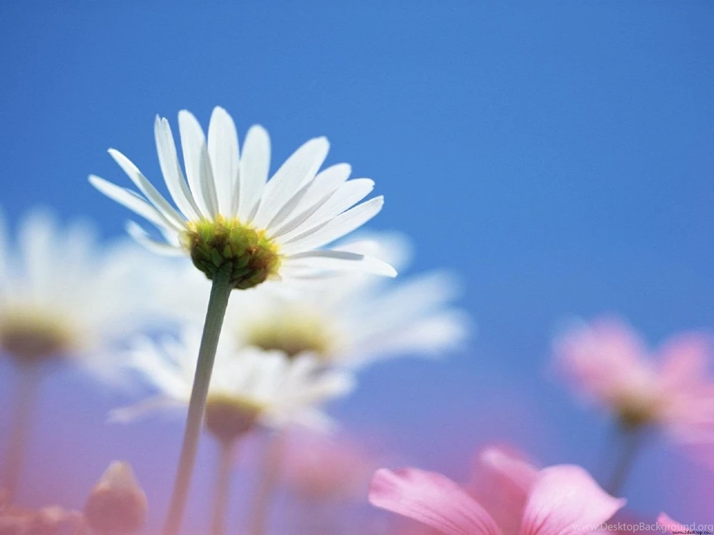 Pray With Your Petals Wallpapers Christian Wallpapers And Backgrounds