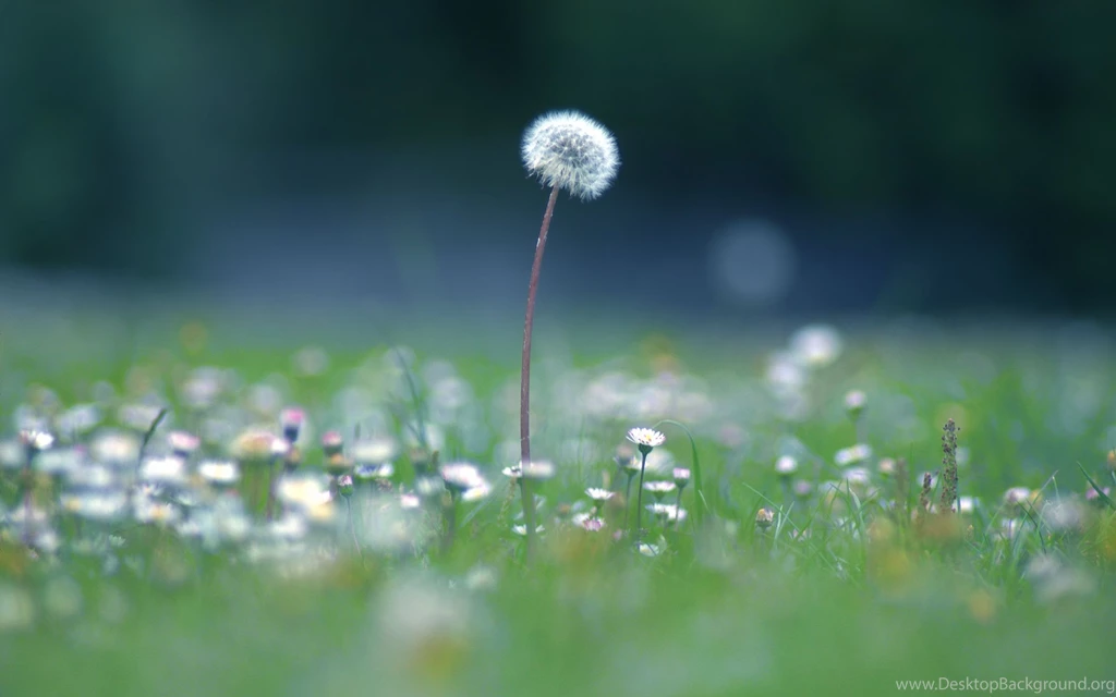 Dandelion Wallpapers