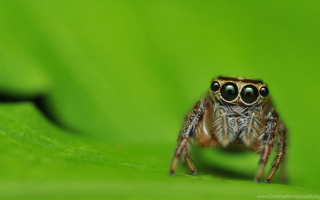 Spider Wallpapers