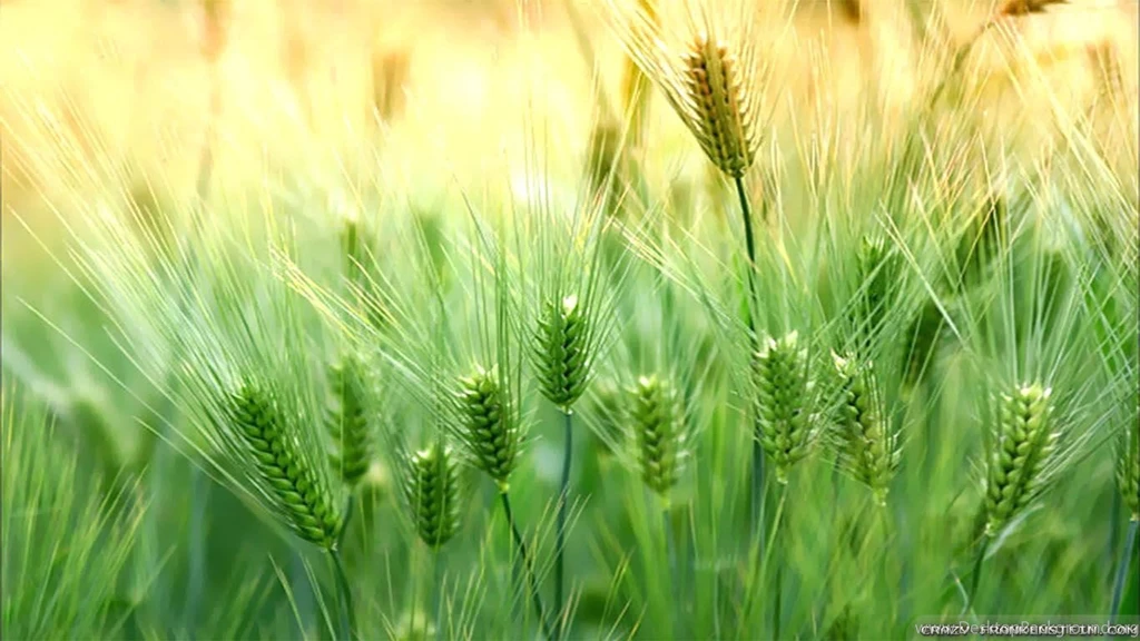 Spring Nature Wallpapers   Crazy Frankenstein