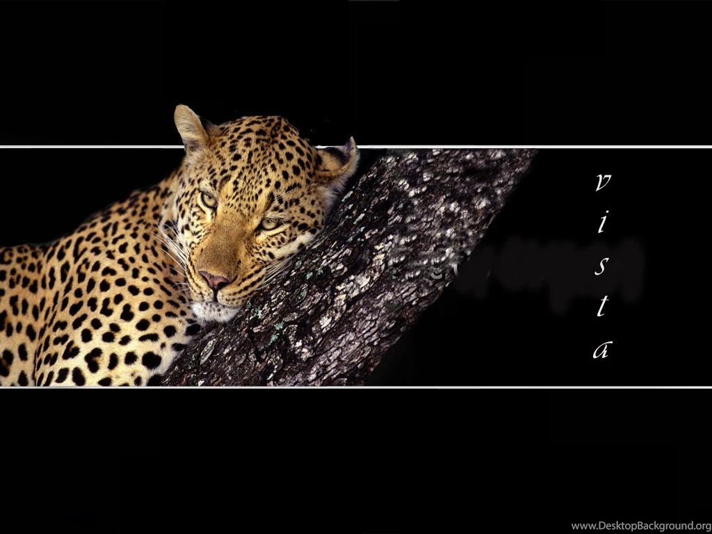 Desktop Wallpaper, Panther For Vista