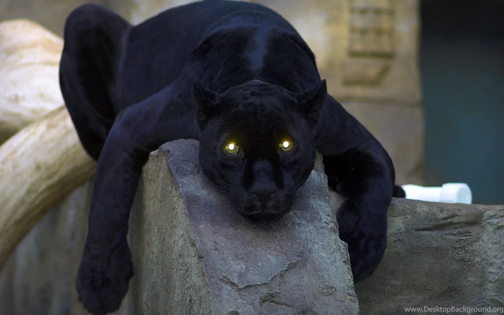 91 Black Panther HD Wallpapers