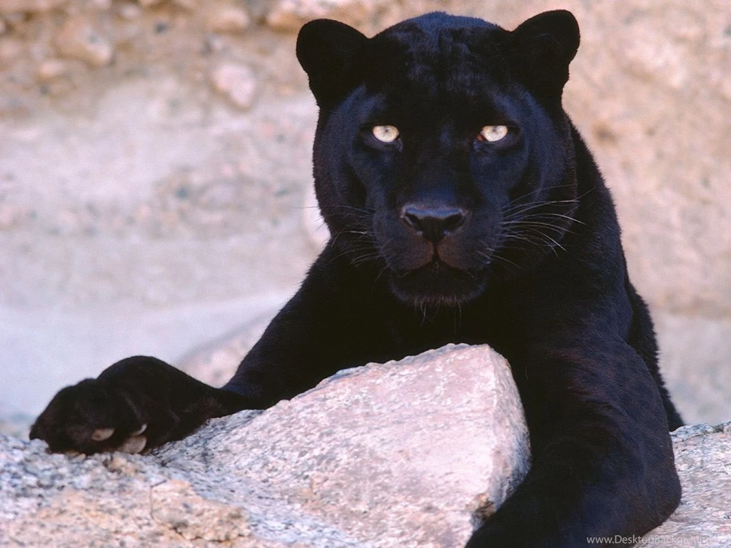 Black Panther Wallpapers
