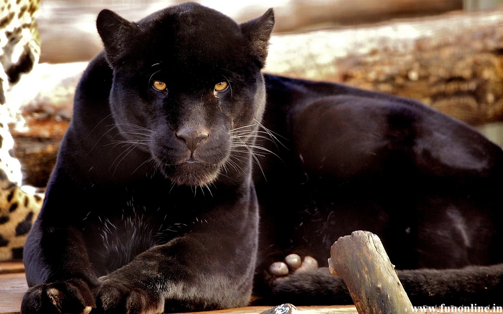Panther Wallpapers, Download Free Black Panthers HD Wallpapers