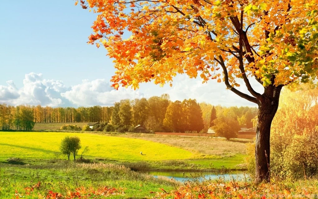 1280x800 Beautiful Tree Desktop PC And Mac Wallpapers
