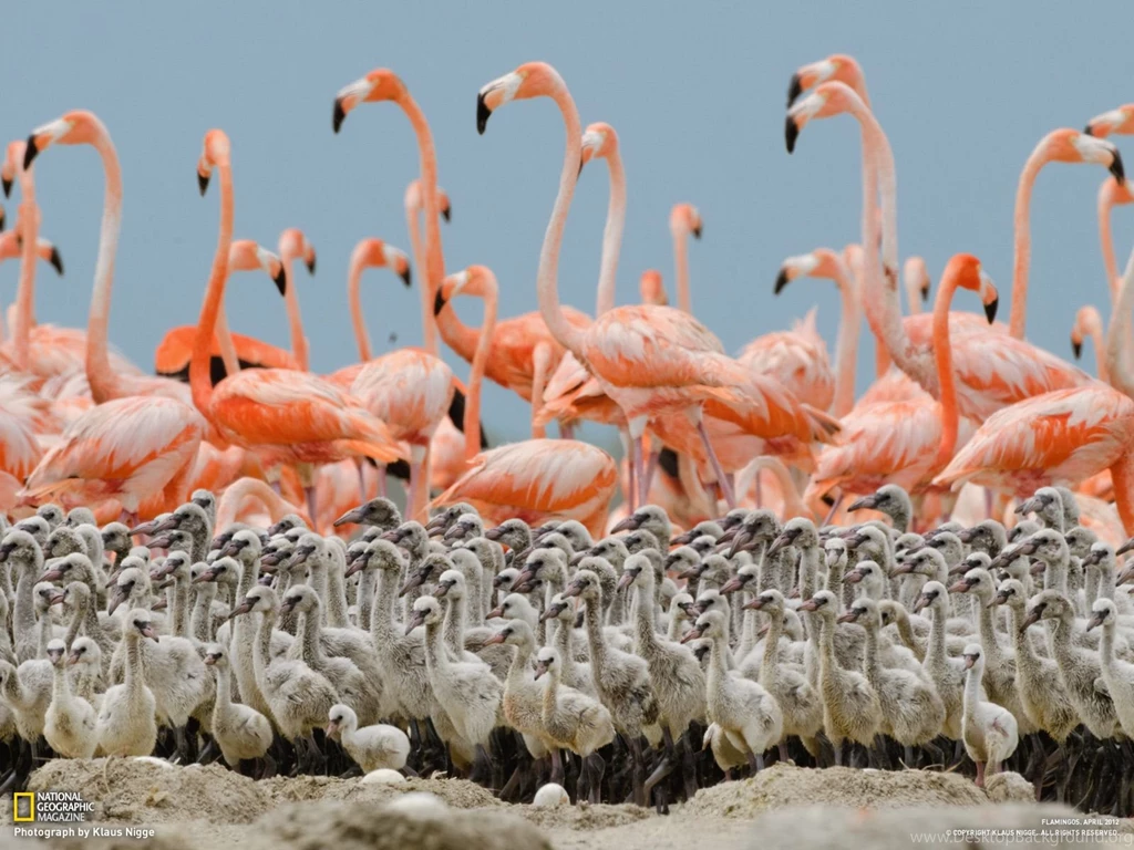 Flamingos Photo Gallery Pictures, More From National ...