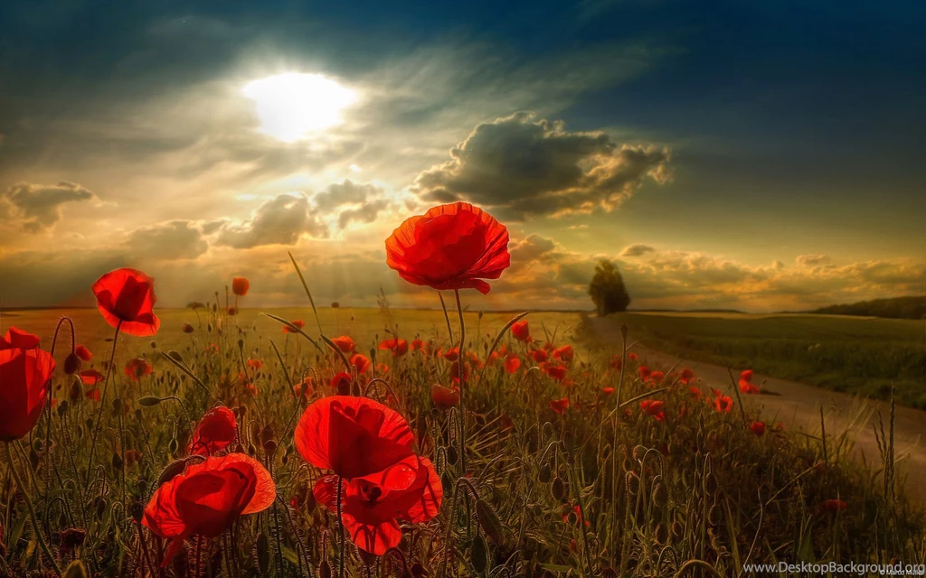 265 Poppy HD Wallpapers
