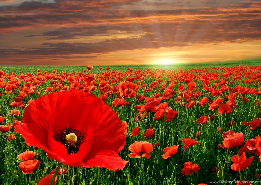 265 Poppy HD Wallpapers