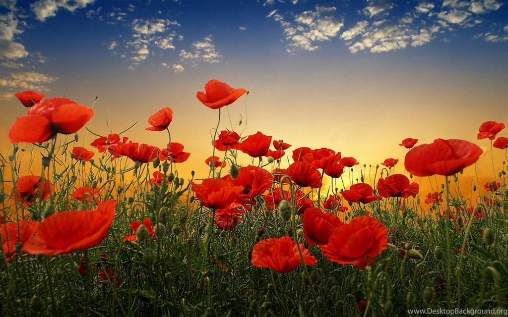 Poppy Flower Desktop Wallpapers