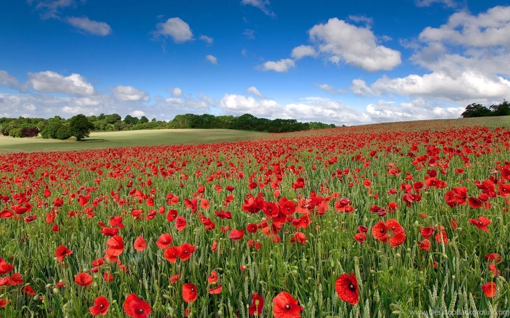 Poppy Computer Wallpapers, Desktop Backgrounds