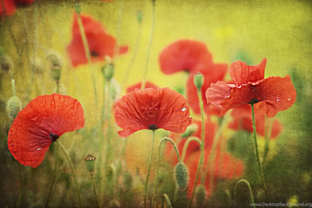 Poppy Computer Wallpapers, Desktop Backgrounds