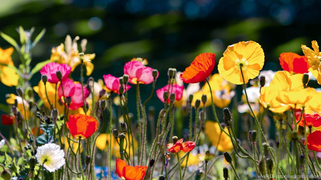 Poppy Computer Wallpapers, Desktop Backgrounds
