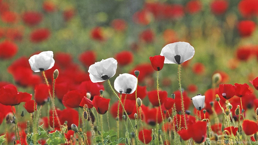 WHITE POPPIES FOR PEACE