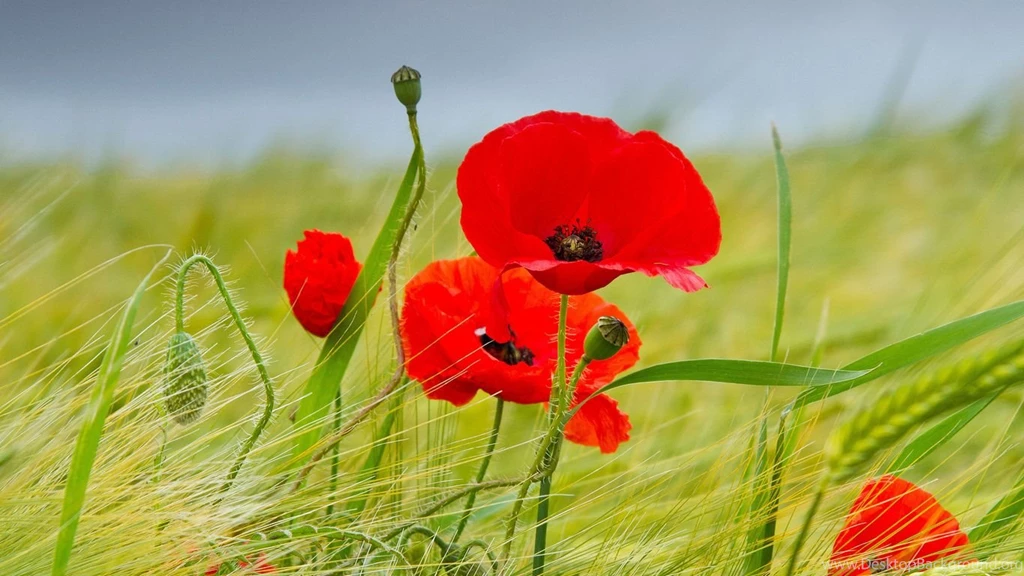 Red Poppies Widescreen Wallpaper.jpg